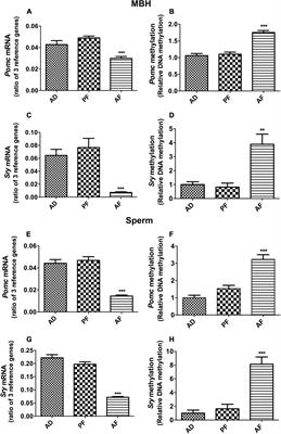 Sex-Determining Region Y Controls the Effects of Fetal Alcohol Exposure on Proopiomelanocortin Gene Expression